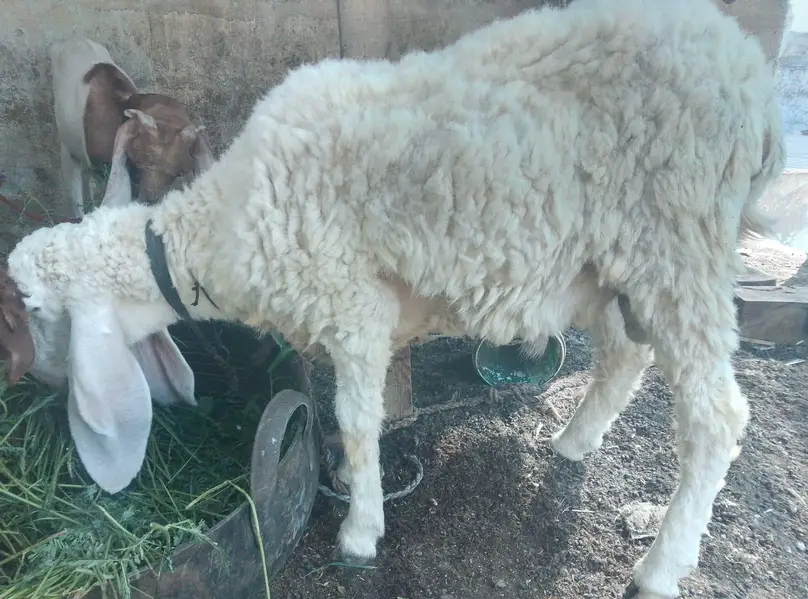 Dhuma Larkana — photo 2