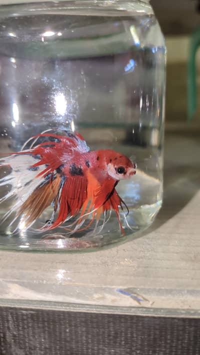 Betta Crown Tail