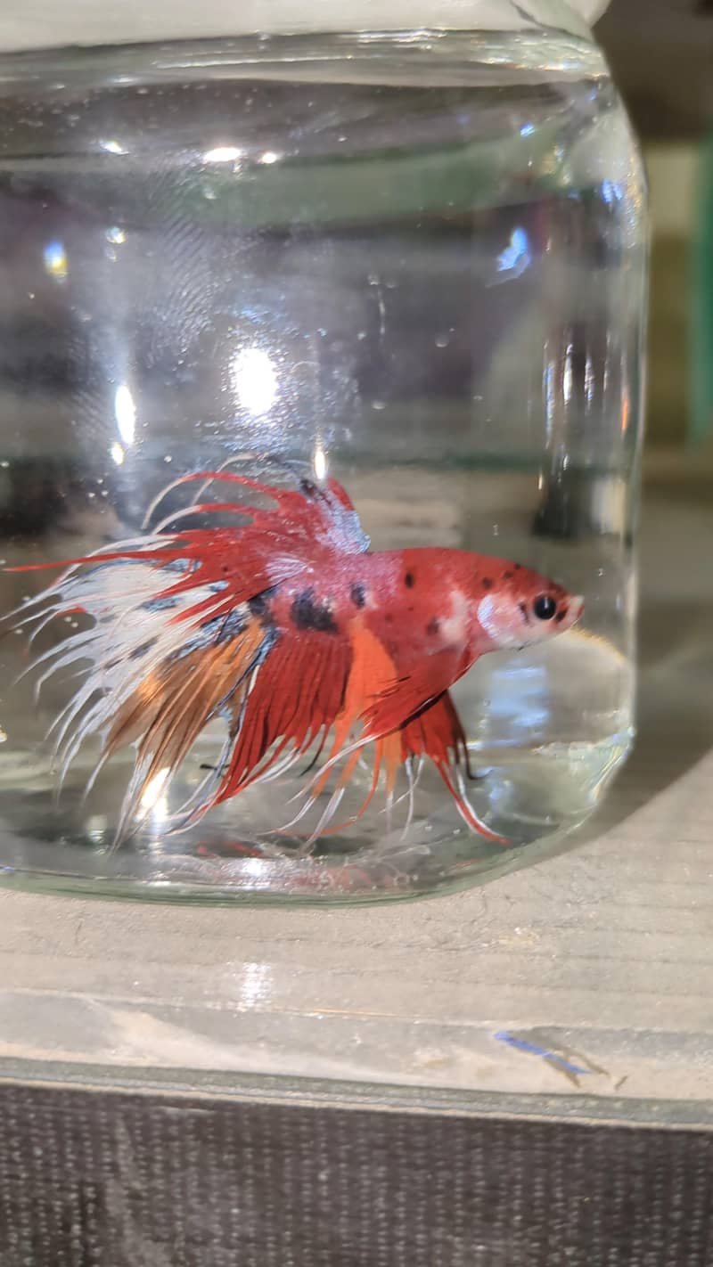 Betta Crown Tail 1
