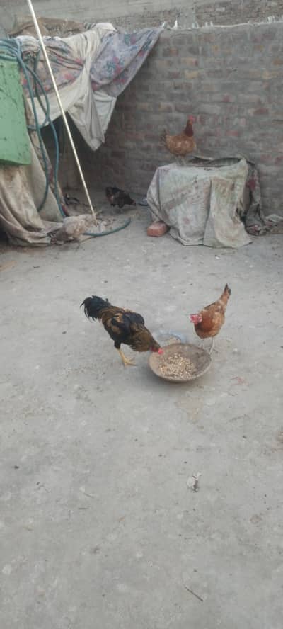Misri morgiya hay sari andey deti hay