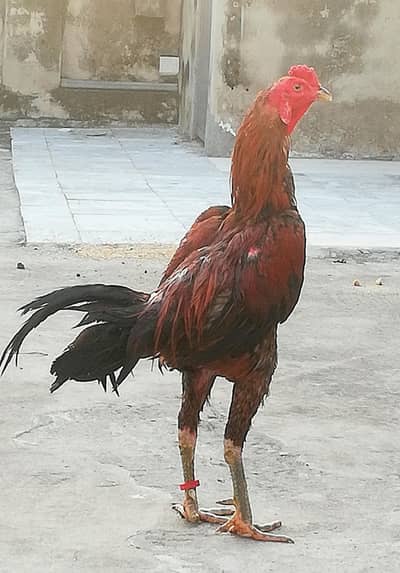 Thai aseel murga