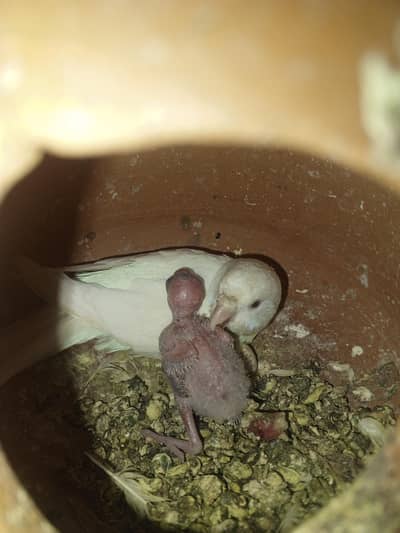 budgies breeder pair with chick