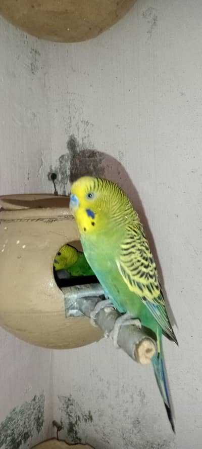 Budgies Breeder Pair with 1 chick