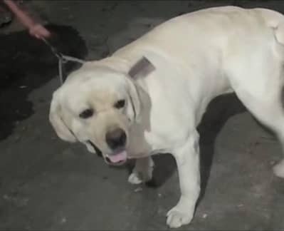 available male