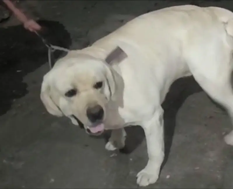 available male