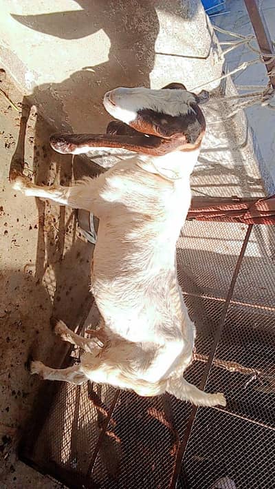 Kamori Gulabi Cross ( 2 Month Gabban ) 0319 0401477