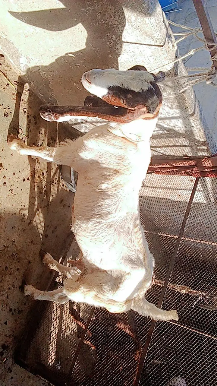 Kamori Gulabi Cross ( 2 Month Gabban ) 0319 0401477
