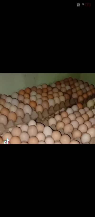 desi misri fresh end fertile egg available dozen 600.