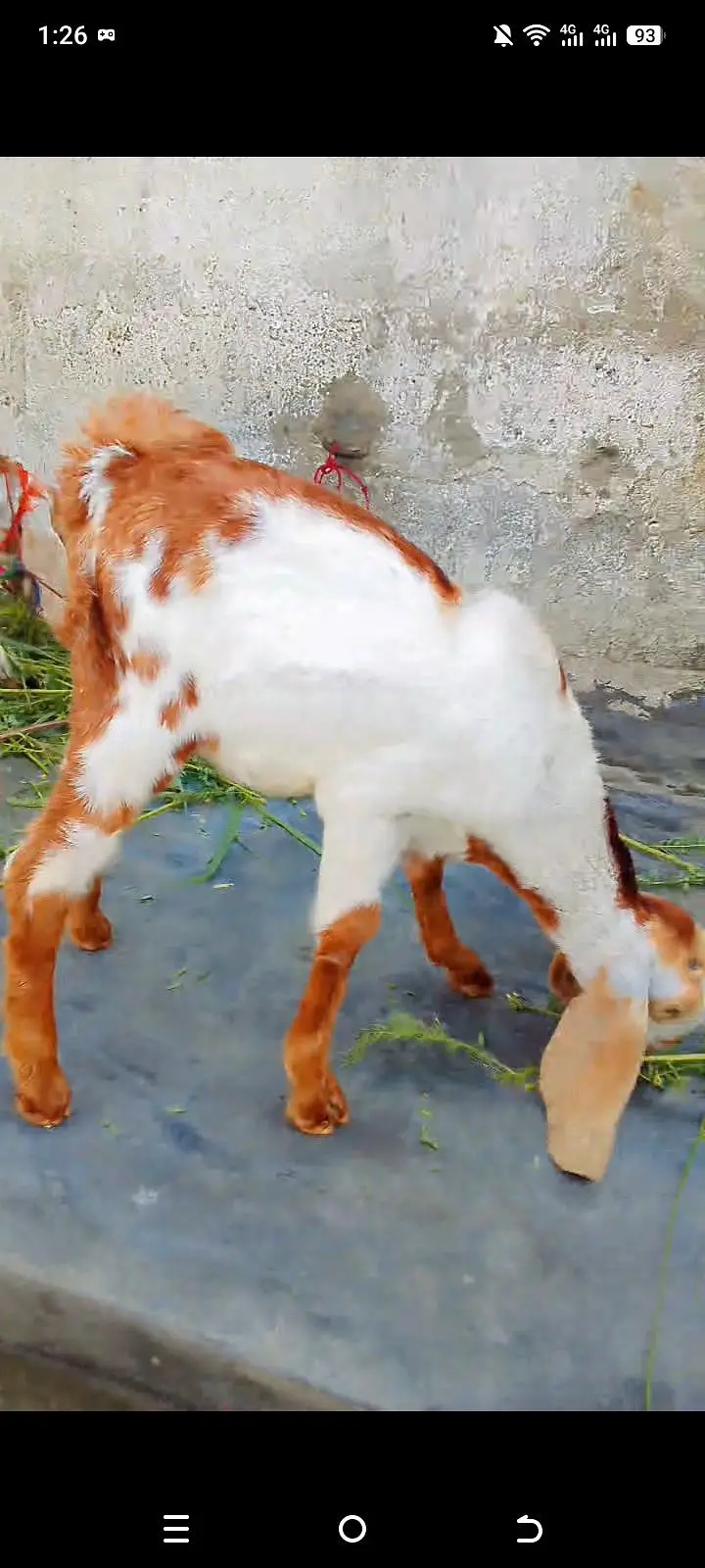 MashALLAH beautiful totapuri bakra for sell
