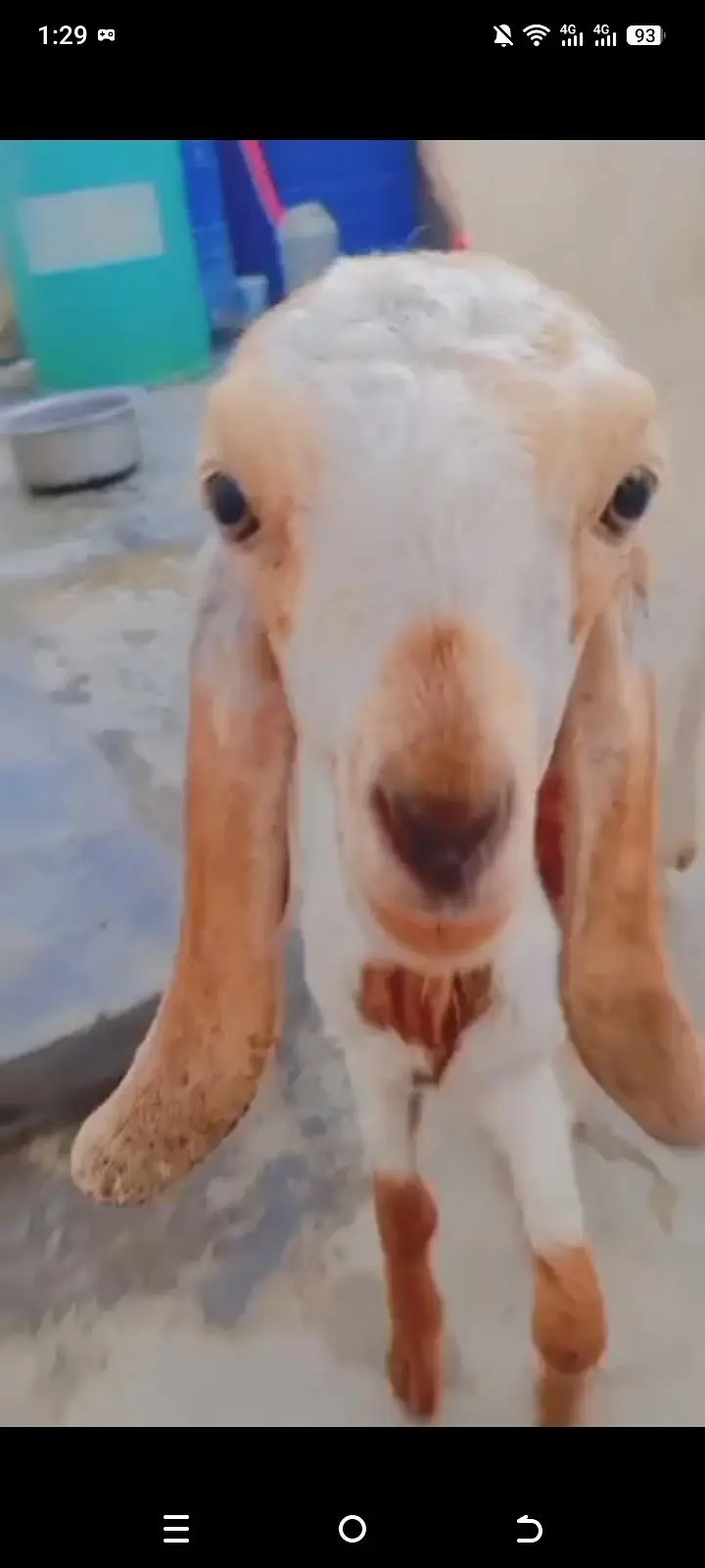 MashALLAH beautiful totapuri bakra for sell — photo 4