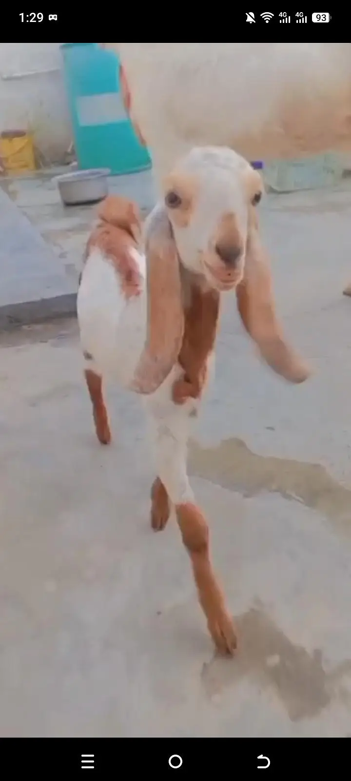 MashALLAH beautiful totapuri bakra for sell — photo 5