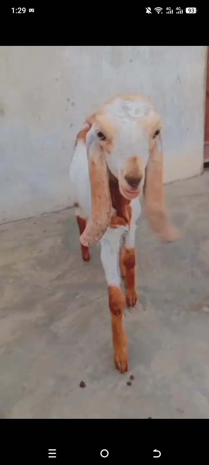 MashALLAH beautiful totapuri bakra for sell — photo 6