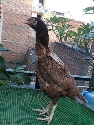 egg laying hen ande murgi lohman misri desi aseel