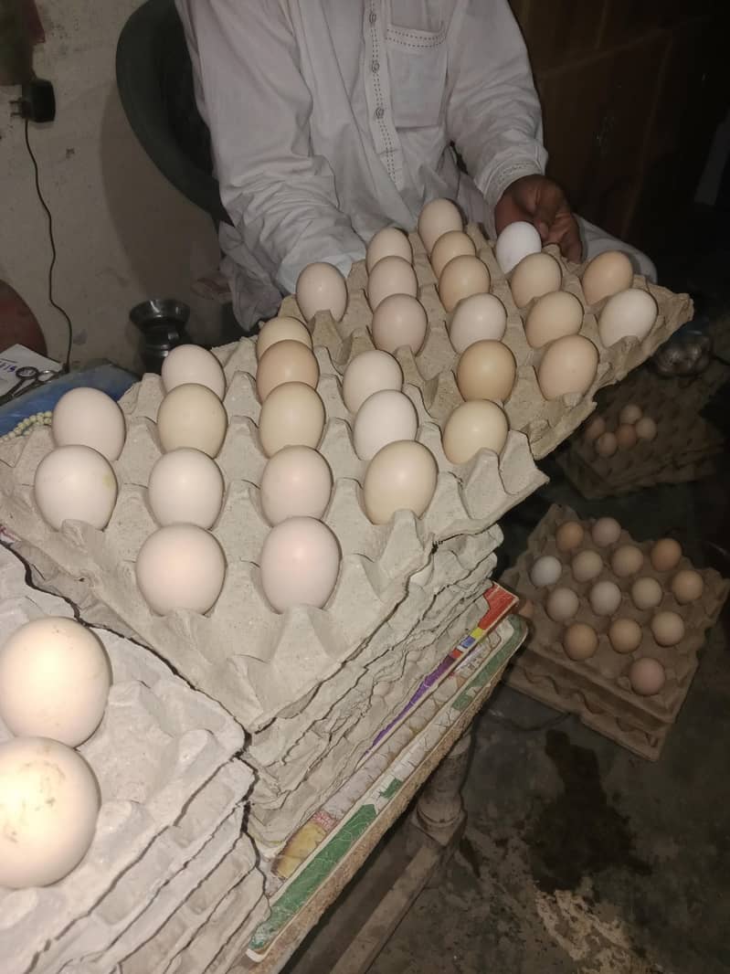 Desi eggs 0
