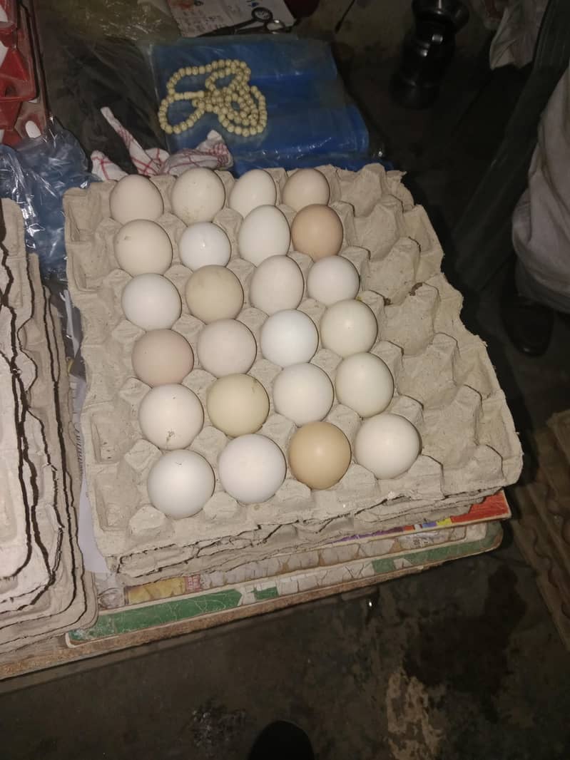 Desi eggs 1