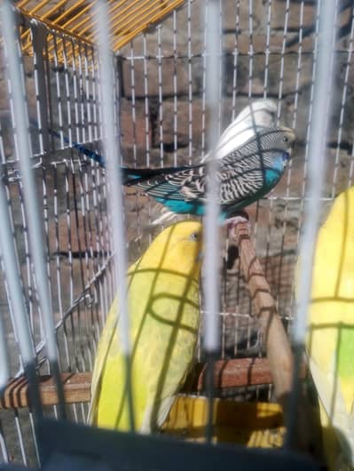 budgies breedr pairs