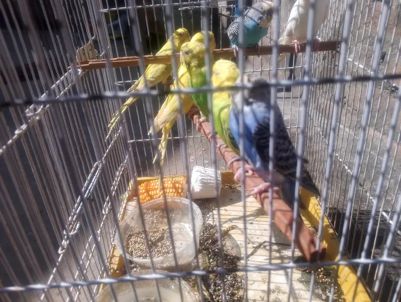 budgies breedr pairs — photo 2