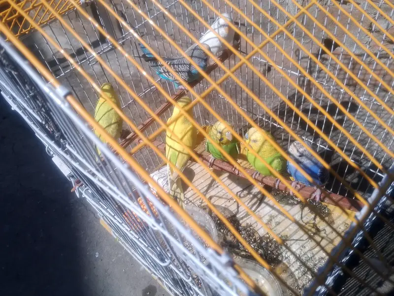 budgies breedr pairs — photo 3