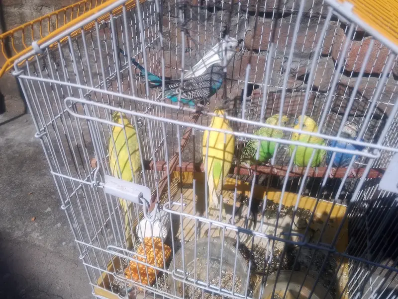 budgies breedr pairs — photo 4