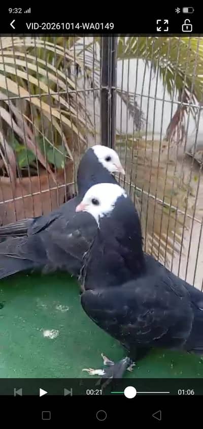 karbalai and mukya