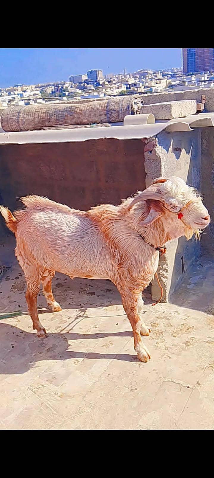 goats 0