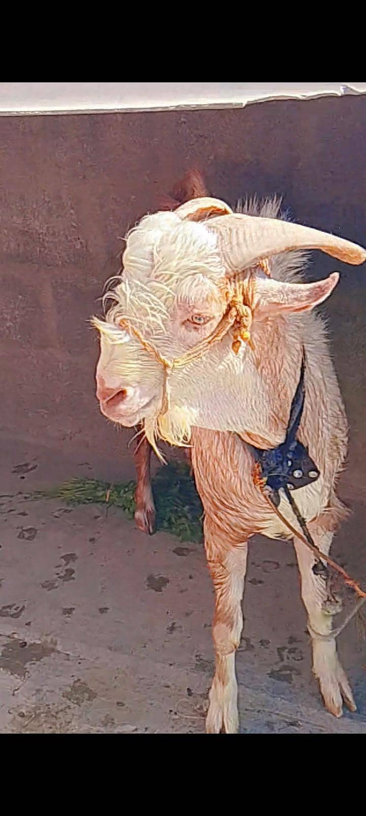 goats 1
