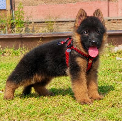 German Shepherd long coat 2 month  male for sale