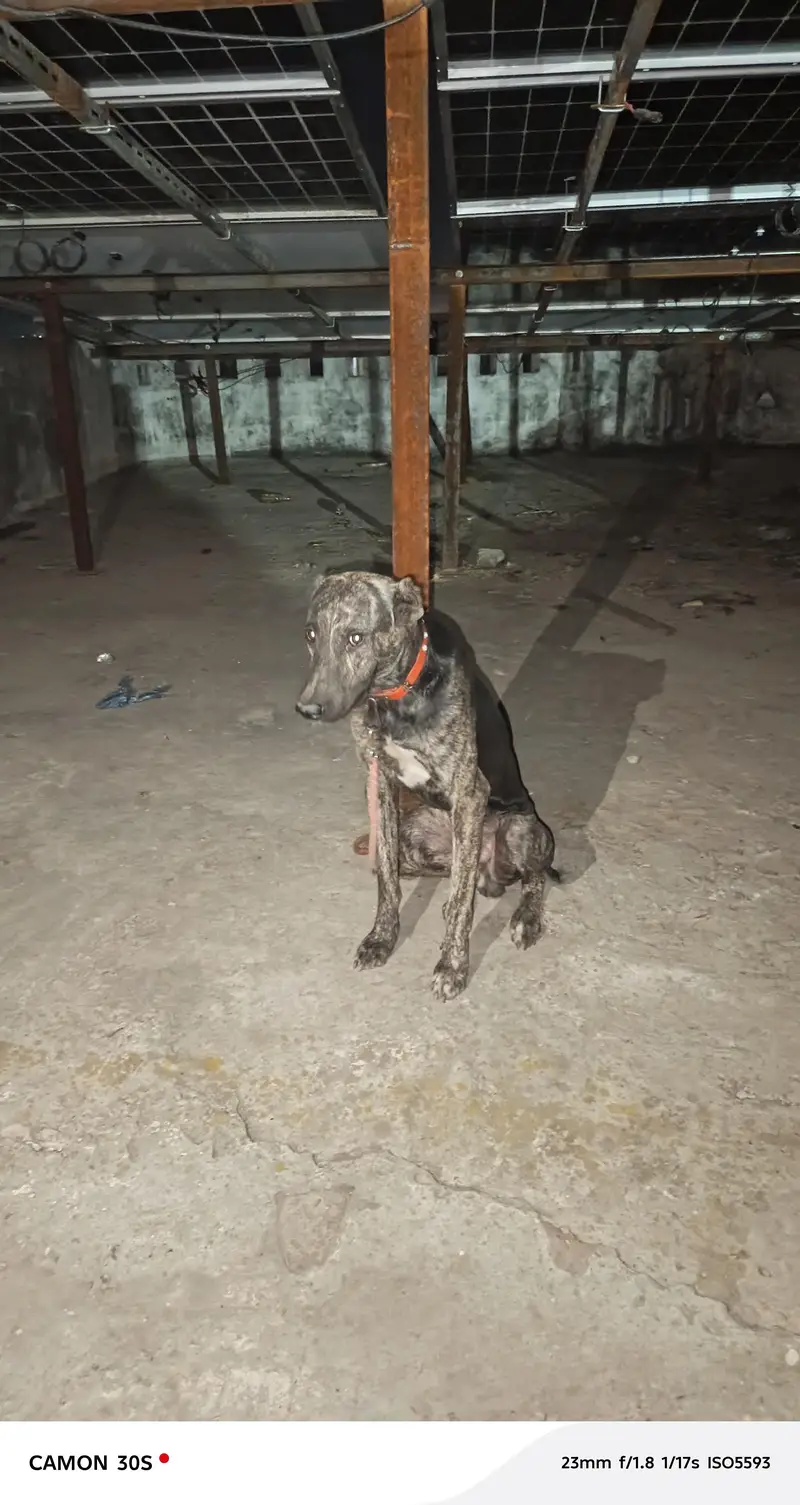 bht acha dog h Ghar ki hifazat b krta h
