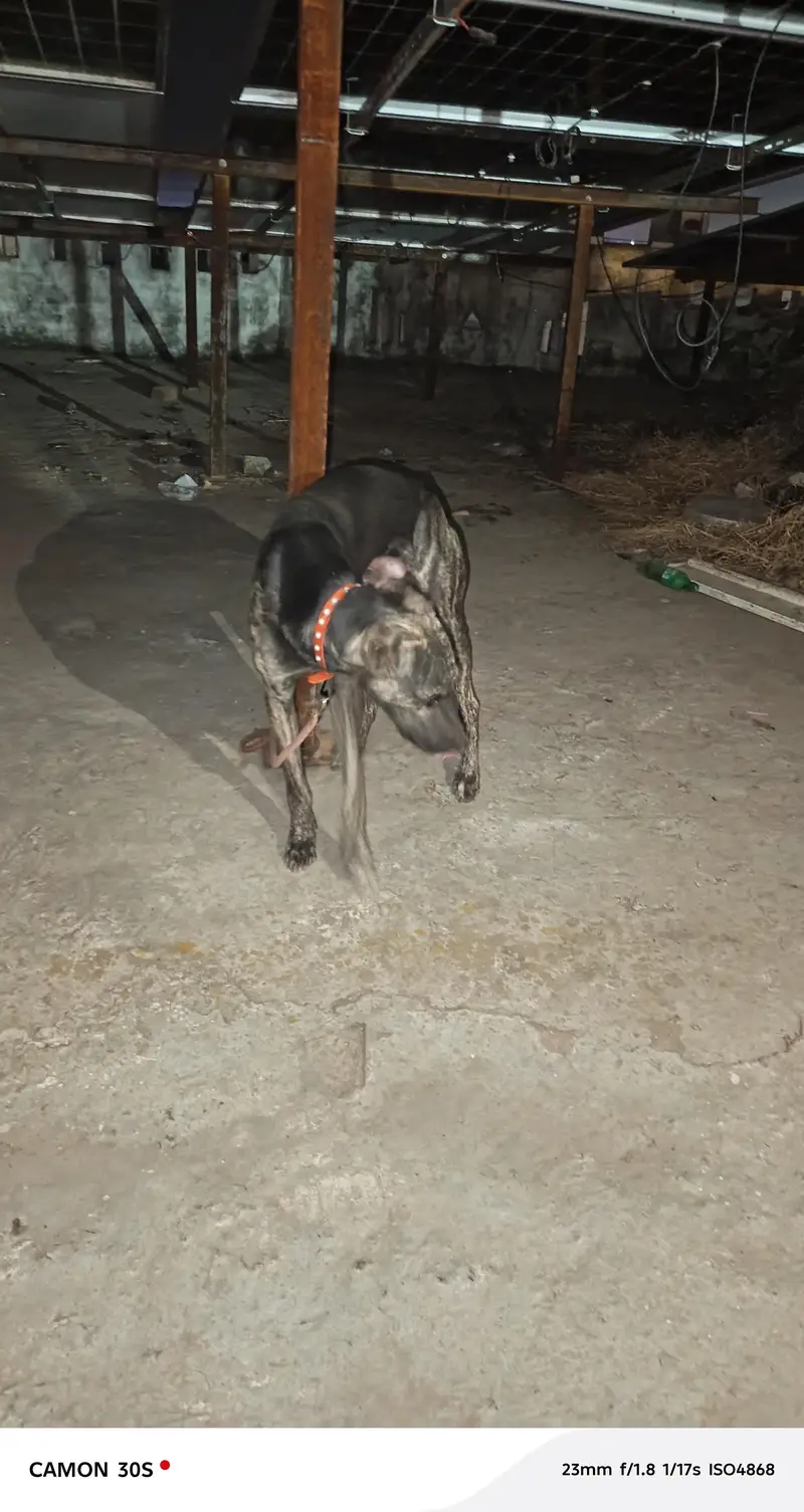 bht acha dog h Ghar ki hifazat b krta h — photo 2