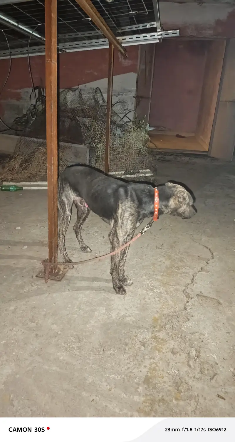 bht acha dog h Ghar ki hifazat b krta h — photo 3