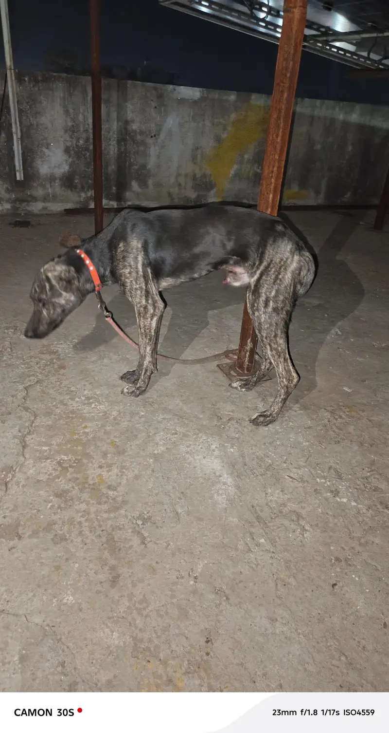 bht acha dog h Ghar ki hifazat b krta h — photo 4