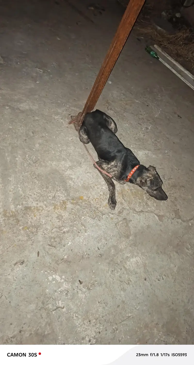 bht acha dog h Ghar ki hifazat b krta h — photo 5