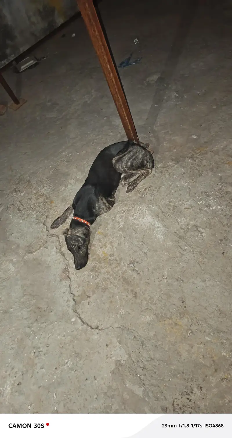 bht acha dog h Ghar ki hifazat b krta h — photo 6