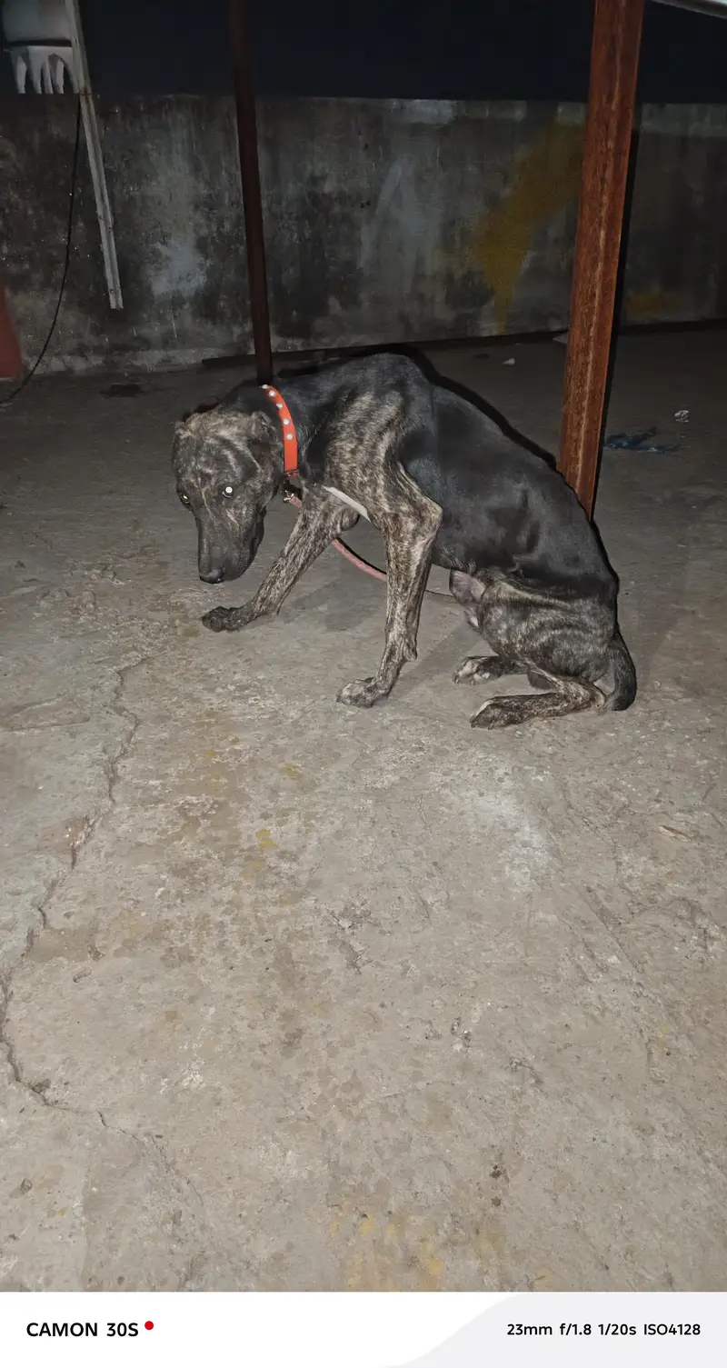 bht acha dog h Ghar ki hifazat b krta h — photo 7