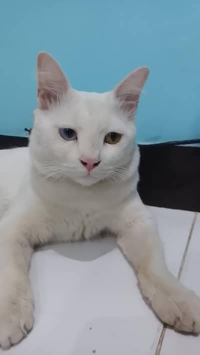 cross Persian for sale contact only 03162574533