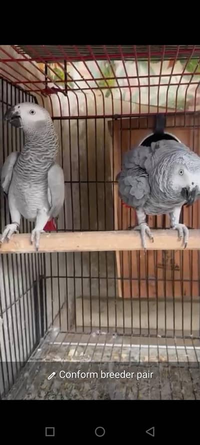 Gray breeder pairs available 0335 3481775