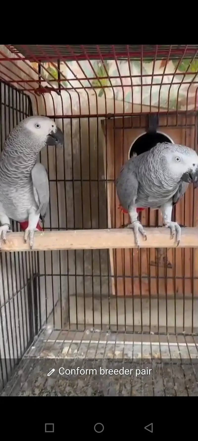 Gray breeder pairs available 0335 3481775 — photo 3