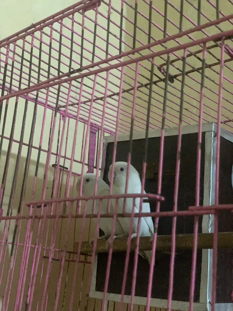 Love birds