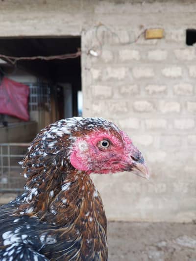 achi morgi h egg par h
