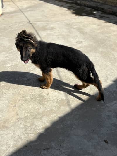Pink pedigree Gsd female puppy