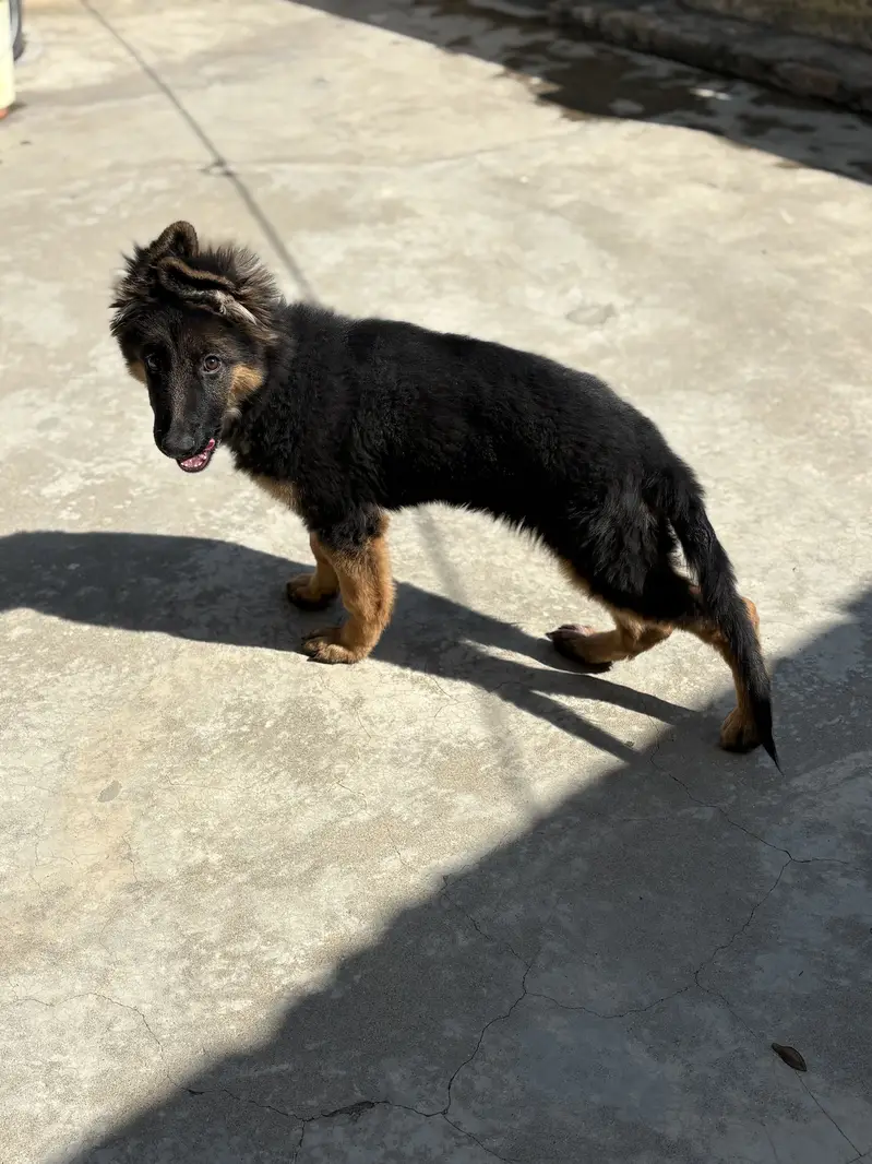 Pink pedigree Gsd female puppy