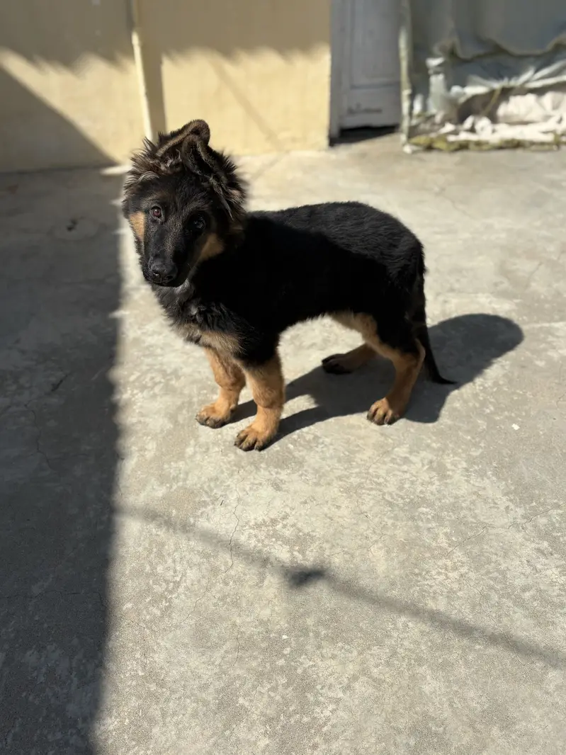 Pink pedigree Gsd female puppy — photo 3
