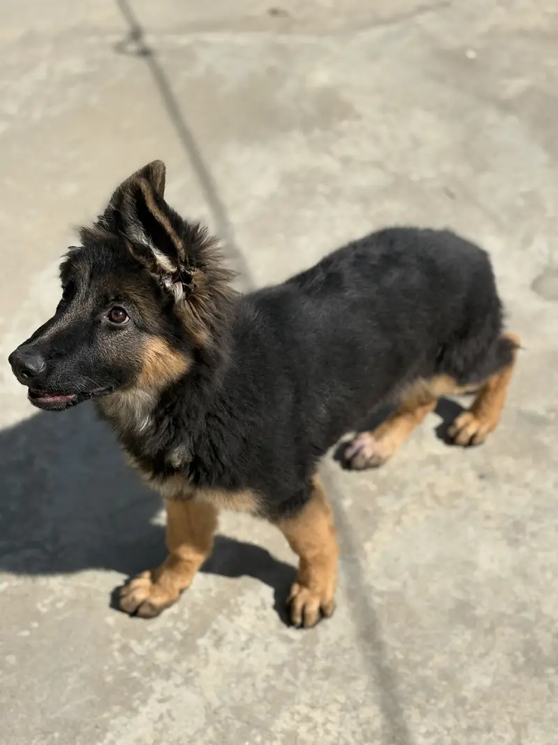 Pink pedigree Gsd female puppy — photo 4