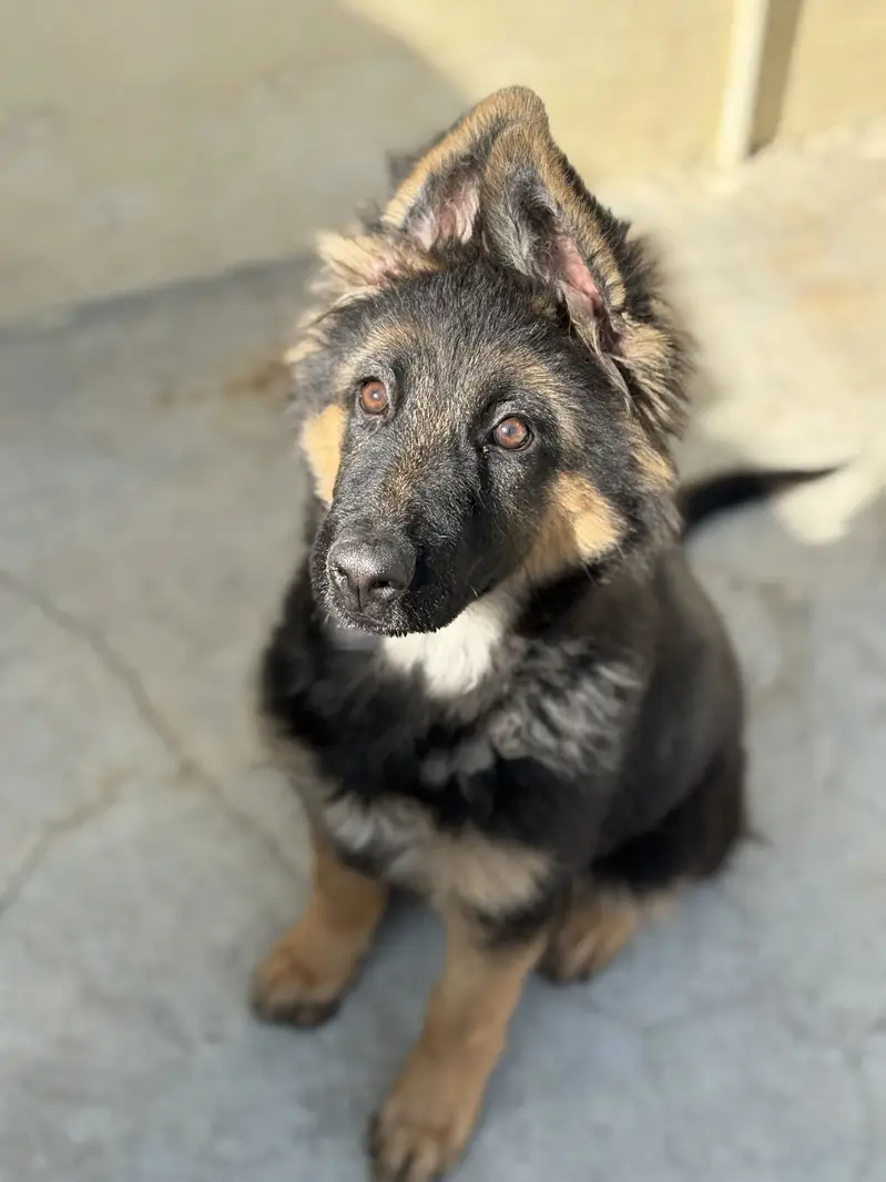Pink pedigree Gsd female puppy — photo 5