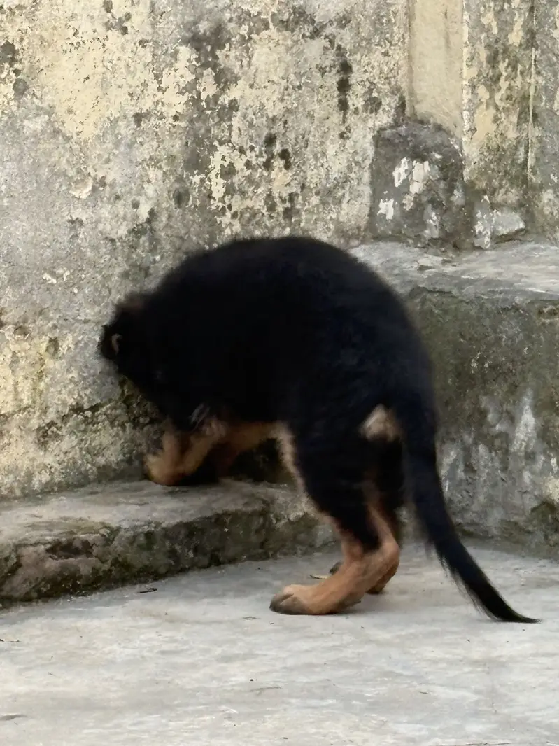 Pink pedigree Gsd female puppy — photo 6