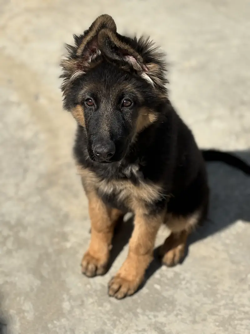 Pink pedigree Gsd female puppy — photo 7