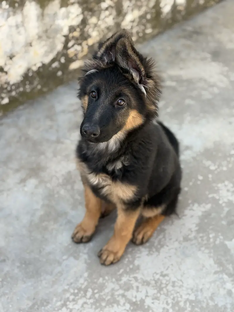 Pink pedigree Gsd female puppy — photo 8
