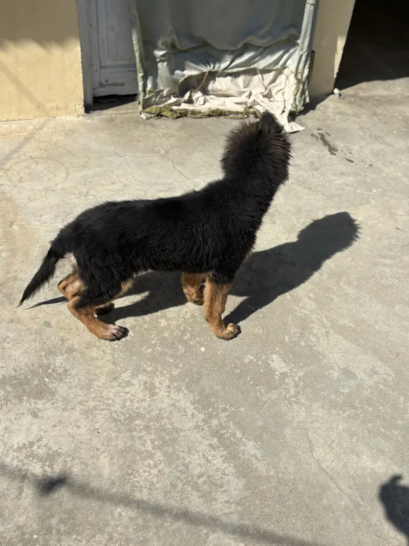 Pink pedigree Gsd female puppy — photo 10