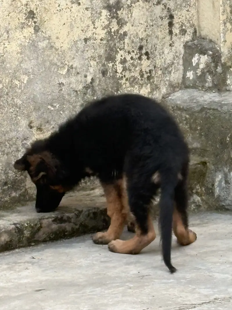 Pink pedigree Gsd female puppy — photo 11
