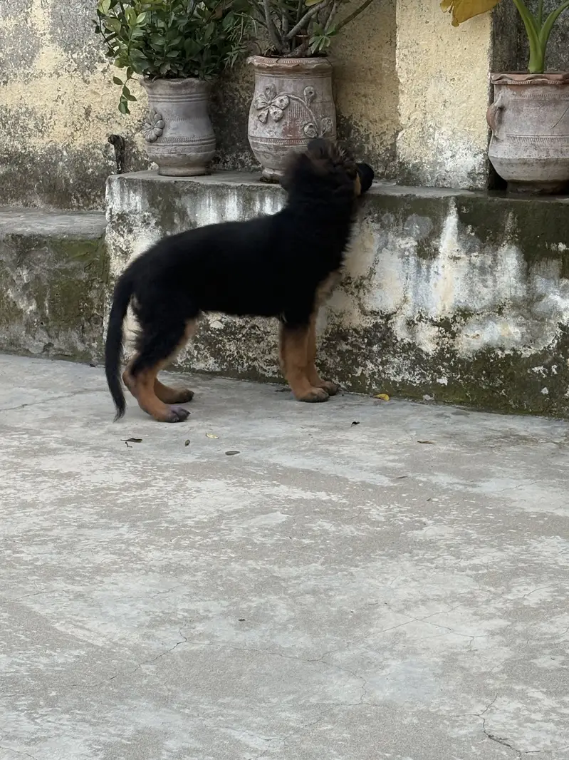 Pink pedigree Gsd female puppy — photo 12